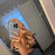 badchica