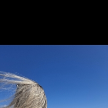 sofihector